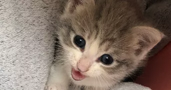 djamila pet sitter à BRISSAC LOIRE AUBANCE 49250