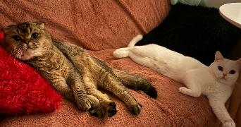 sirivan pet sitter à CLERMONT FERRAND 63100_0