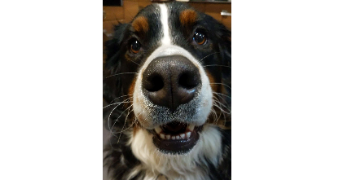 zoé pet sitter à LYON 08 69008_1