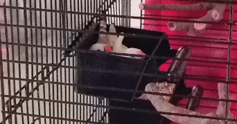 vanessa pet sitter à GRASSE 06130_2