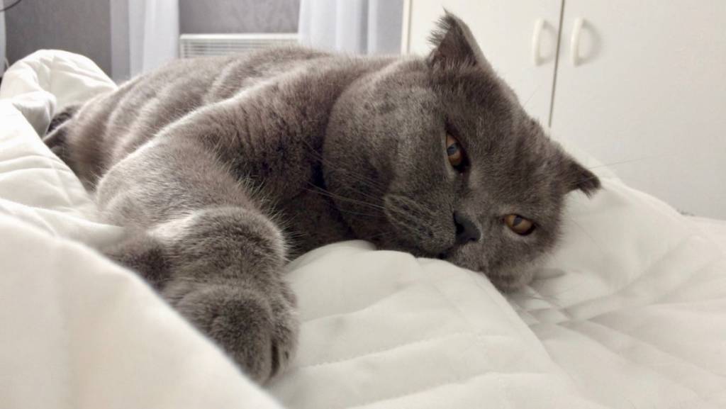 Èvann pet sitter à Paris 75006_2