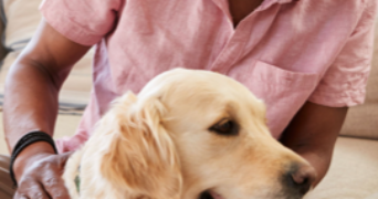 collins pet sitter à MONTPELLIER 34070_1