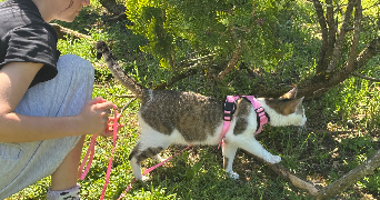 sarah pet sitter à LE CHESNAY ROCQUENCOURT 78150_1