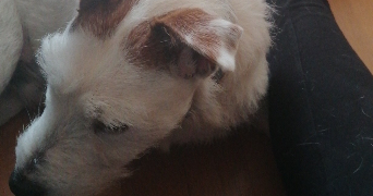 claire pet sitter à NOISY LE ROI 78590_1