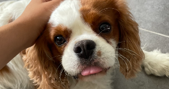 roxanne pet sitter à ANGLET 64600_2