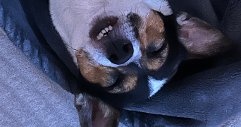 marie pet sitter à LIFFRE 35340_3