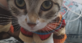 rajae pet sitter à MAISONS ALFORT 94700_2