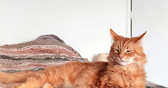 anais pet sitter à Mériel 95630_4