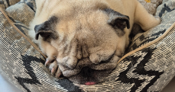 lesly pet sitter à BLAGNAC 31700_7
