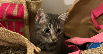 maeva pet sitter à TURQUANT 49730_1