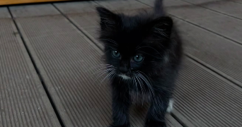 mélissa pet sitter à ST RAPHAEL 83700_1