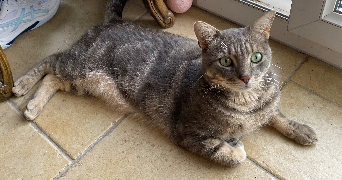 valérie pet sitter à BREAL SOUS MONTFORT 35310_8