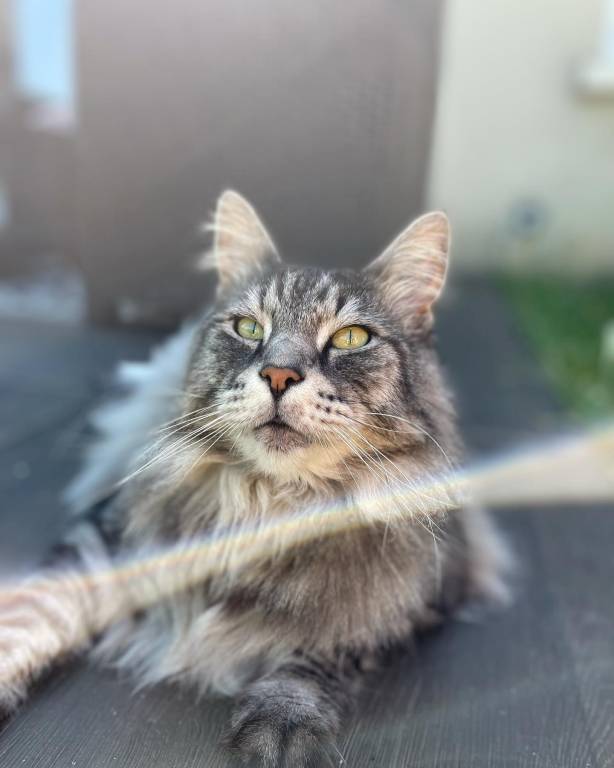 Clemence pet sitter à La Menitré  49250_2