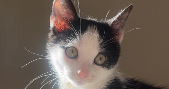océane pet sitter à TIREPIED SUR SEE 50870_3
