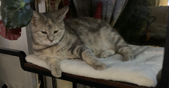 leeloo pet sitter à CHARLEVILLE MEZIERES 08000_0