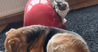 marion pet sitter à QUERNES 62120_3