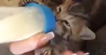 jade pet sitter à montpellier 34000_3