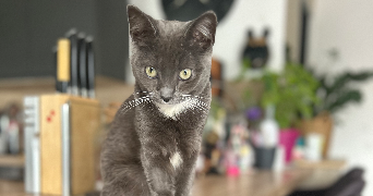 luna pet sitter à VILLIERS SUR ORGE 91700_0