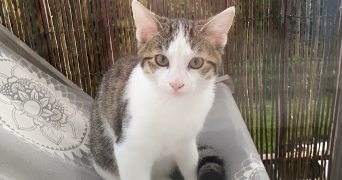 jeremy pet sitter à BLAINVILLE SUR ORNE 14550_0