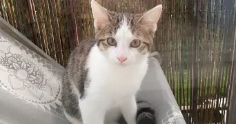 jeremy pet sitter à BLAINVILLE SUR ORNE 14550