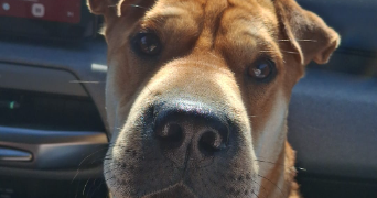 louna pet sitter à BORDEAUX 33000_3