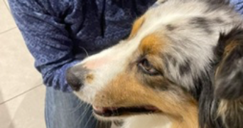 luz pet sitter à JUVIGNAC 34990_3