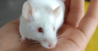 morgane pet sitter à BETHUNE 62400_3