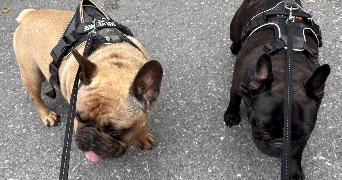 mariia pet sitter à BORDEAUX 33800_8