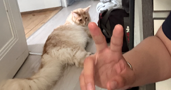nawel pet sitter à AUBIERE 63170_4