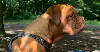 pierre marie dog sitter à SANNOIS 95110_3