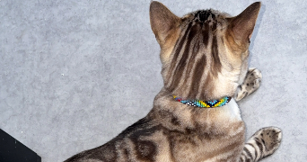 linda pet sitter à VILLEJUIF 94800_1
