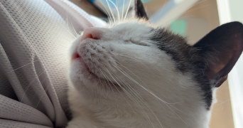 mélina pet sitter à NOISY LE GRAND 93160_1