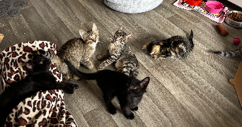 Éden pet sitter à LYON 08 69008_8