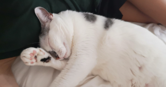aline cat sitter à bois colombes 92270_4