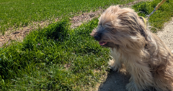 adrien pet sitter à VEIGNE 37250_2