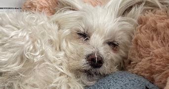 célia pet sitter à NANTES 44300_1