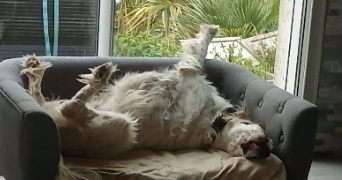 aurelie pet sitter à Sadournin 65220_2