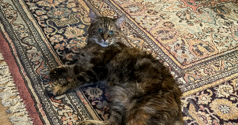 victor pet sitter à BOULOGNE BILLANCOURT 92100_1