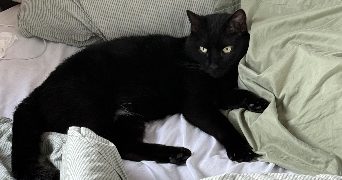 pauline pet sitter à LILLE 59000_4