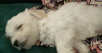 espérance pet sitter à Haute-goulaine 44115_6