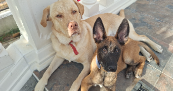 koumar dog sitter à VIGNEUX SUR SEINE 91270_1