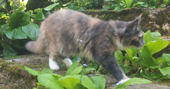 stéphanie pet sitter à Sées 61500_1