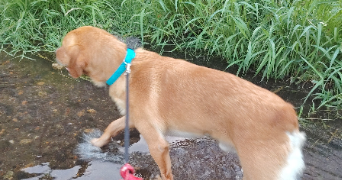 fanny pet sitter à RIOM 63200_2