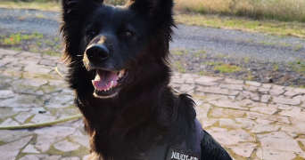 elisa pet sitter à LANESTER 56600_8