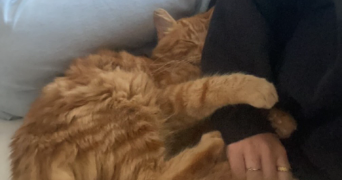 léonie pet sitter à ST MICHEL EN L HERM 85580_3