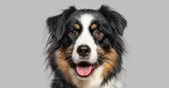 céline dog sitter à VIROFLAY 78220_0