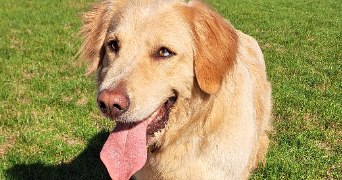 heidi pet sitter à CHEVILLY LARUE 94550_6