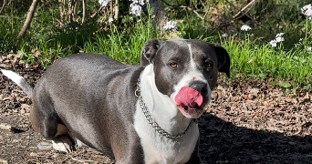 melissa pet sitter à LHERM 31600_0