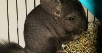 thomas pet sitter à BEAUMONT SUR OISE 95260_3