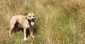 sandra pet sitter à BRINDAS 69126_2